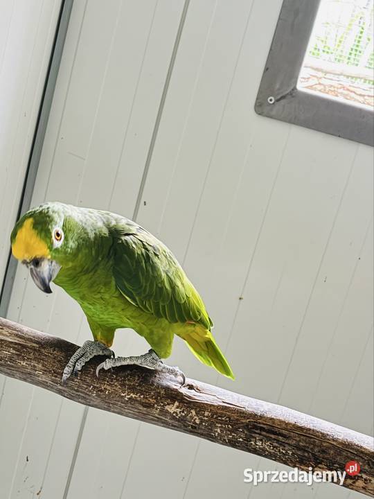 Amazonka surinamska samiec 2018r Koło sprzedam