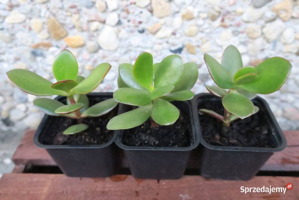 Grubosz jajowaty Crassula Ovata drzewko mazowieckie Brwinów
