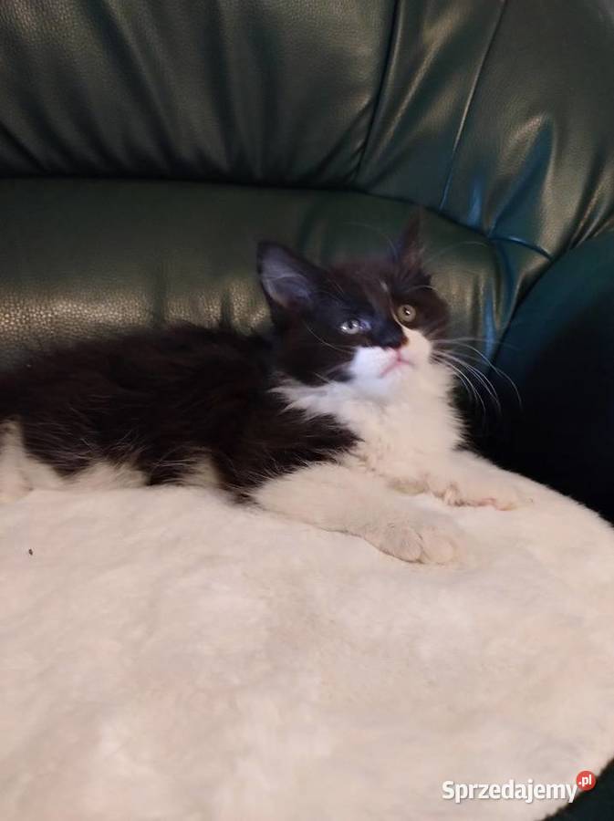 Piękny chłopak Maine coon Dolsk