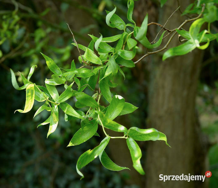 WIERZBA MANDŻURSKA Salix sadzonki w doniczkach Ustronie