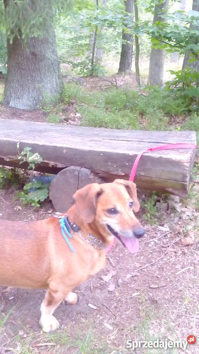 Domowy hotel psów małe rasy bez klatek pomorskie Luzino