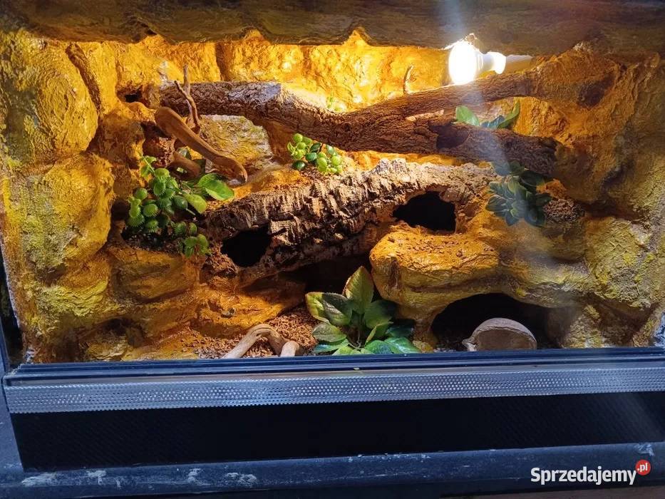 Terrarium gekona 60x40x40 gekon lamparci