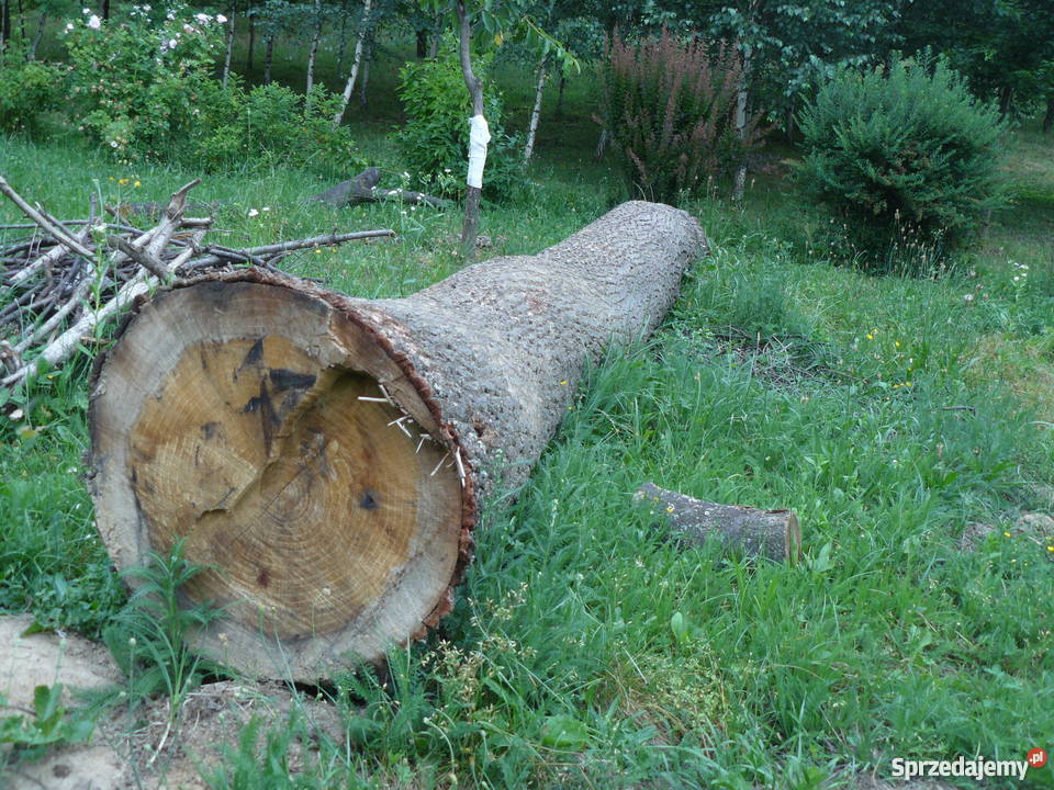 Sprzedam dęba w klocu Pozostałe sprzedam