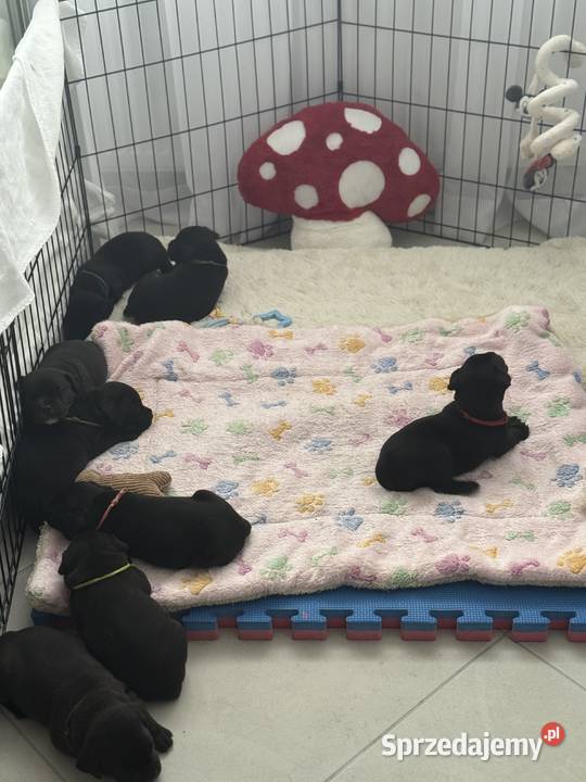 Staffordshire Bull terrier stafik szczeniak Pozostałe