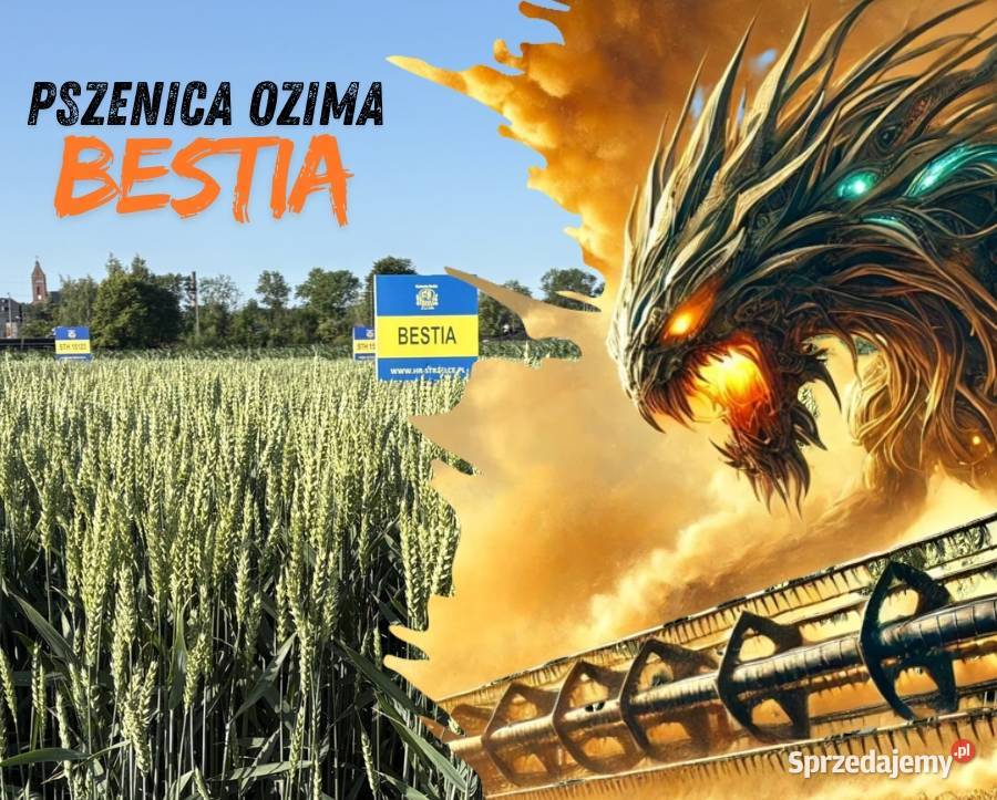 Pszenica ozima kwalifikowana C1 Bestia AB Koronowo sprzedam
