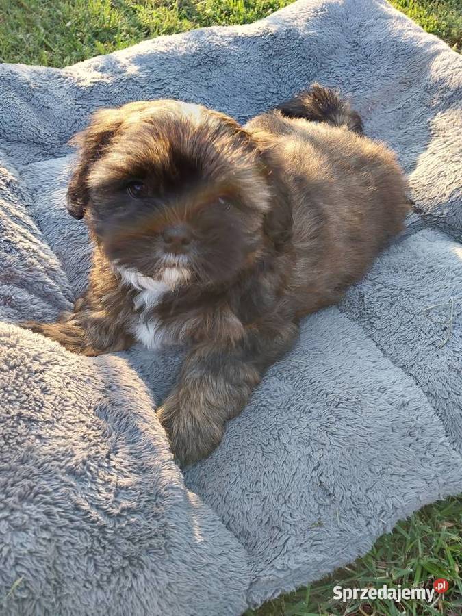 Shih tzu