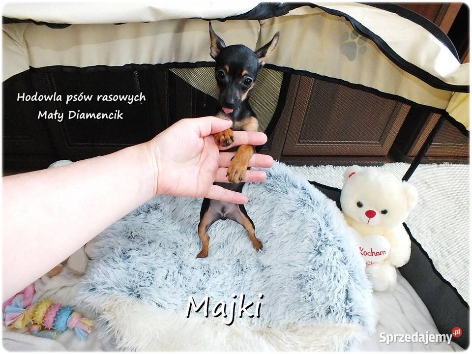 Malutki Piesek MAJKI Pinczer miniaturowy lubuskie Żary