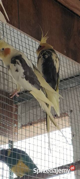 Sprzedam nimfy i faliste podkarpackie Mielec