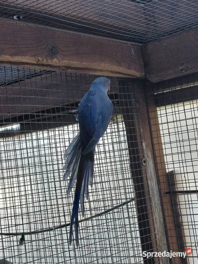 Samica Aleksandretty Obrożnej kujawsko-pomorskie Nakło nad Notecią