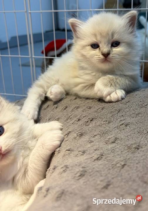 Kocięta Ragdoll z hodowli FiFeFLP Aleksandrów Łódzki