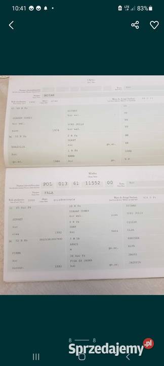 STANÓWKA Kuc ogier 120 wzrostu posada licencje Obrzycko