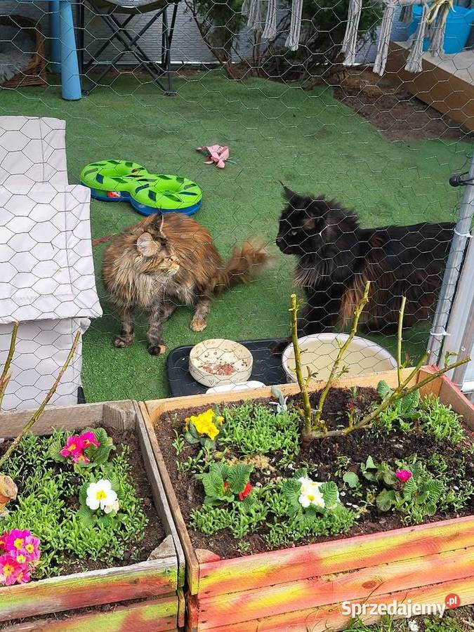 Meine coon kocurek 3 miesiące Maine Coon Zwierzęta Gorzów Wielkopolski sprzedam