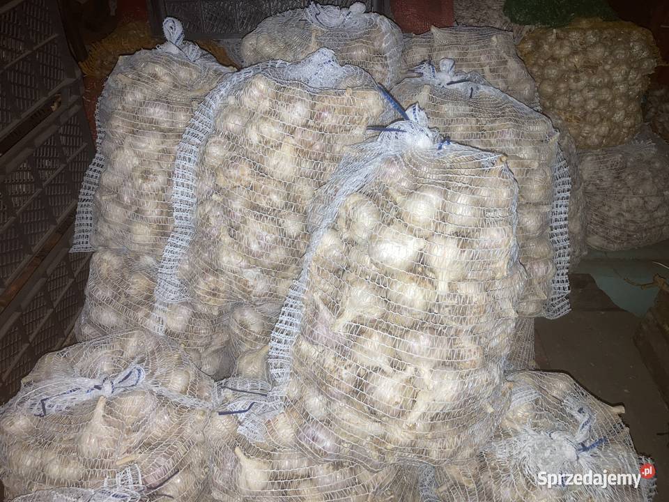 Sprzedam polski czosnek Harnaś Pozostałe Busko-Zdrój sprzedam