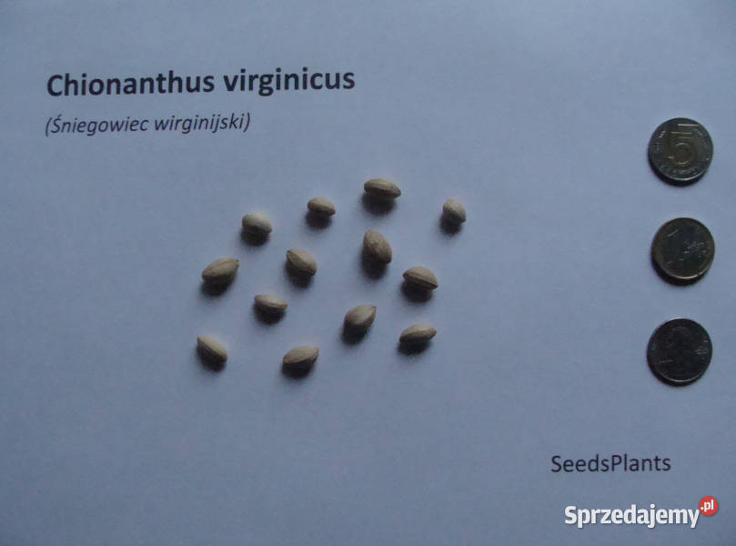ŚNIEGOWIEC WIRGINIJSKI Chionanthus virginicus Nasiona Lubanie