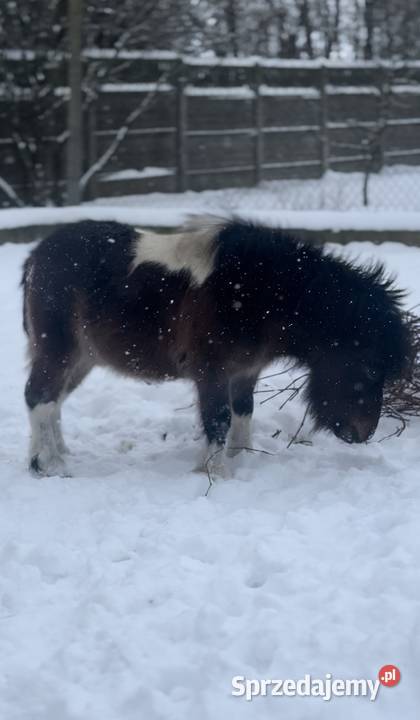 Sprzedam kuca szetlandzkiego Czerniewice sprzedam