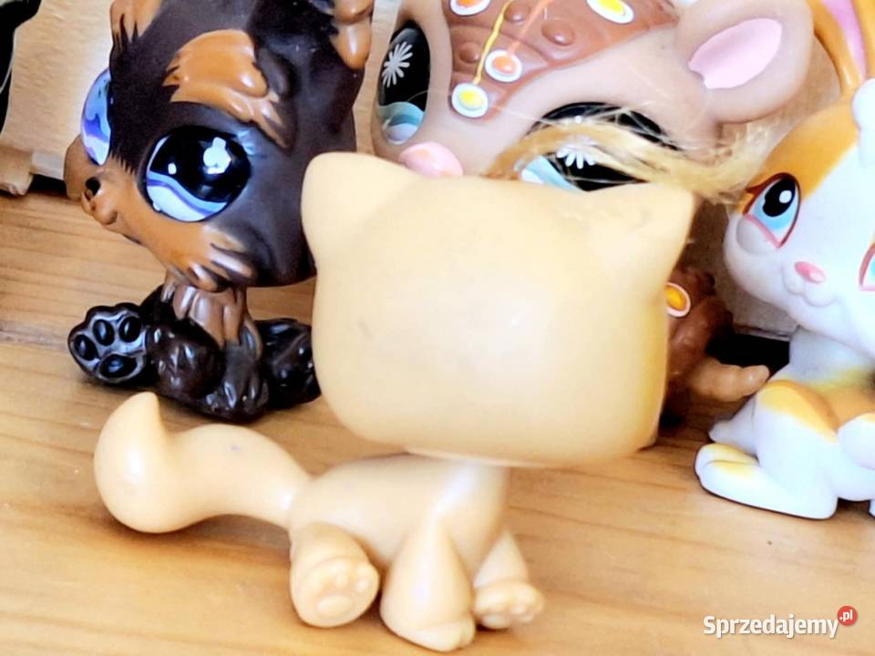 Shorthsir kotek kitka Littlest Pet Shop 4 lata+ Braniewo