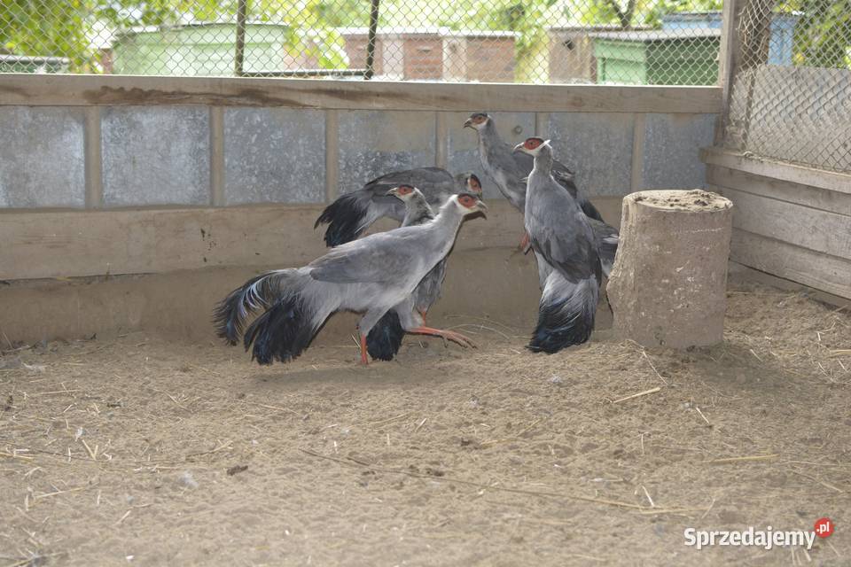 Bażanty uszaki brunatne Rzeszów