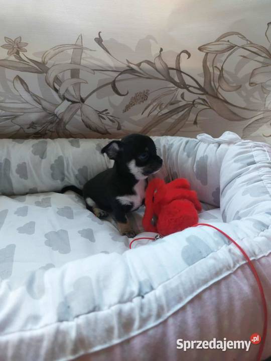 Szczeniaki piesek suczka chihuahua sprzedam