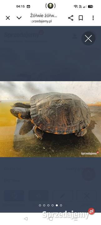 Żółw wodno lądowe Opole Lubelskie