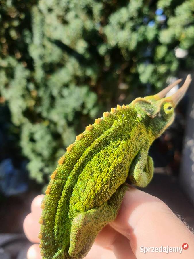 kameleon jacksona