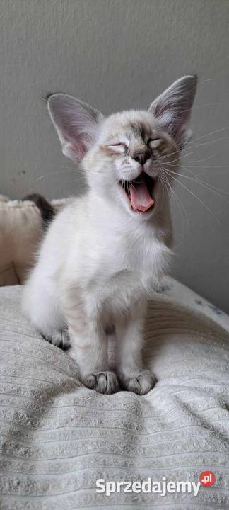 Zapowiedź miotu rasowych kociąt Balijskich z Pozostałe Gdańsk