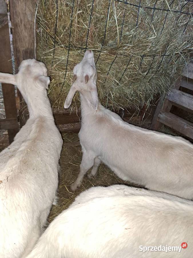 Sprzedam koziołki i kózki Pozostałe Nowy Kawęczyn