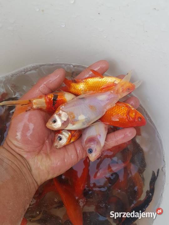 Karaś Kolorowy Jasło