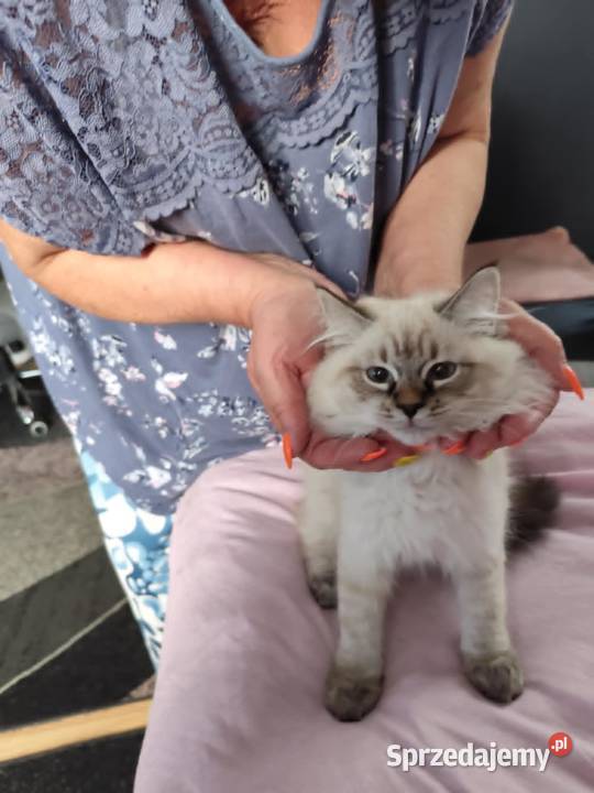 Kotki Neva masquerade FifeFPL Syberyjski Żyrardów