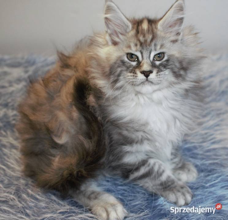 Śliczna puszysta koteczka maine coon dolnośląskie Brzezia Łąka
