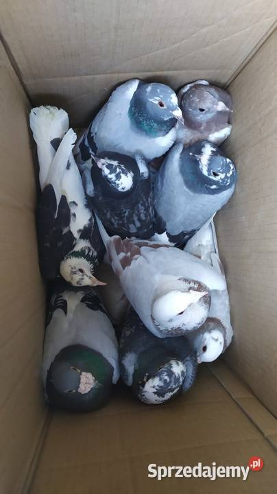 Gołębie pocztowe śląskie Częstochowa