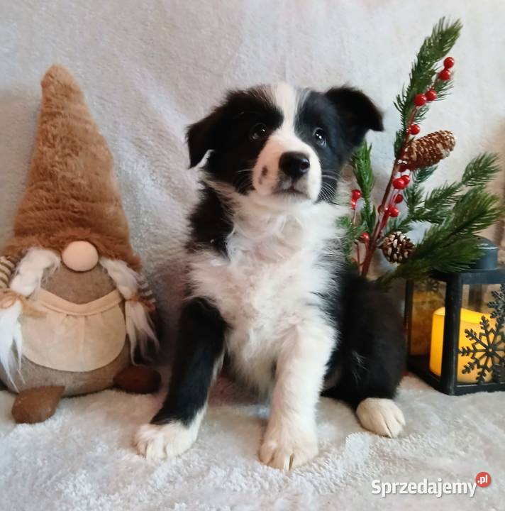 Border collie suczki Grudziądz