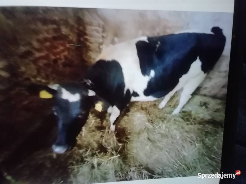 Jalowki na chow dalszy na krowy Sieradz