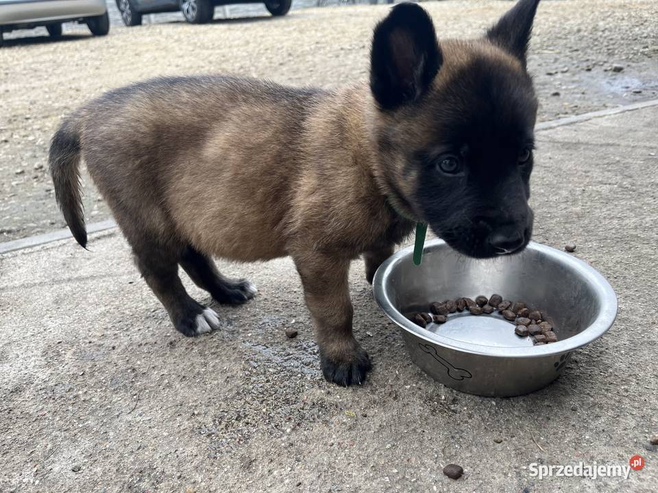 Owczarki belgijskie Malinois Racibórz