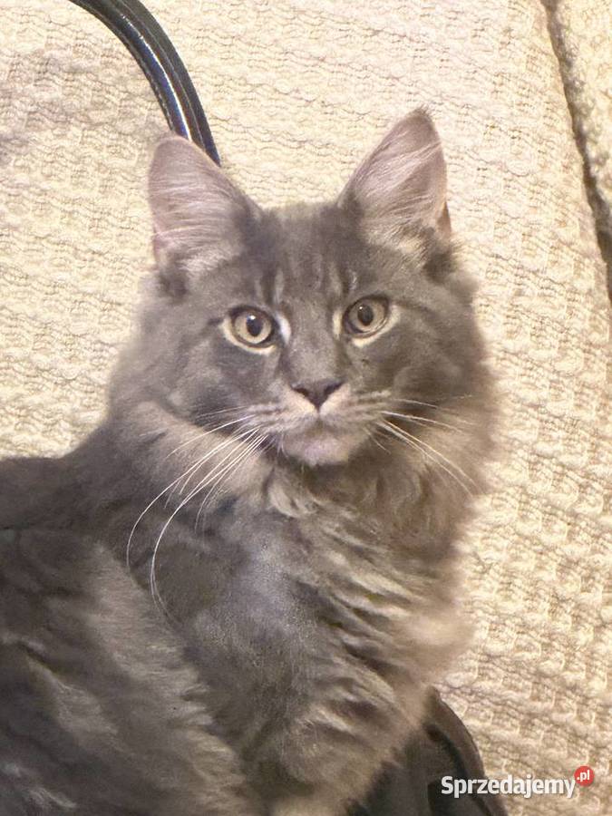 Kocurek Maine coin Warszawa zaraz fife