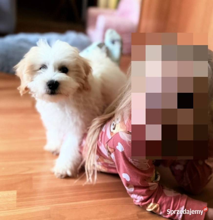 Maltipoo piękny piesek Pozostałe