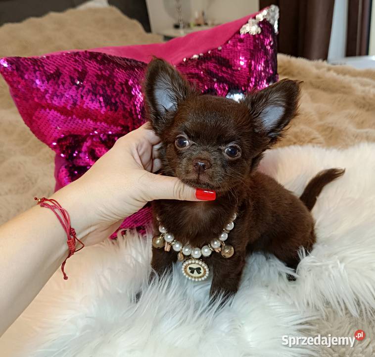Chihuahua suczka czekoladowa długowłosa piękna Warszawa