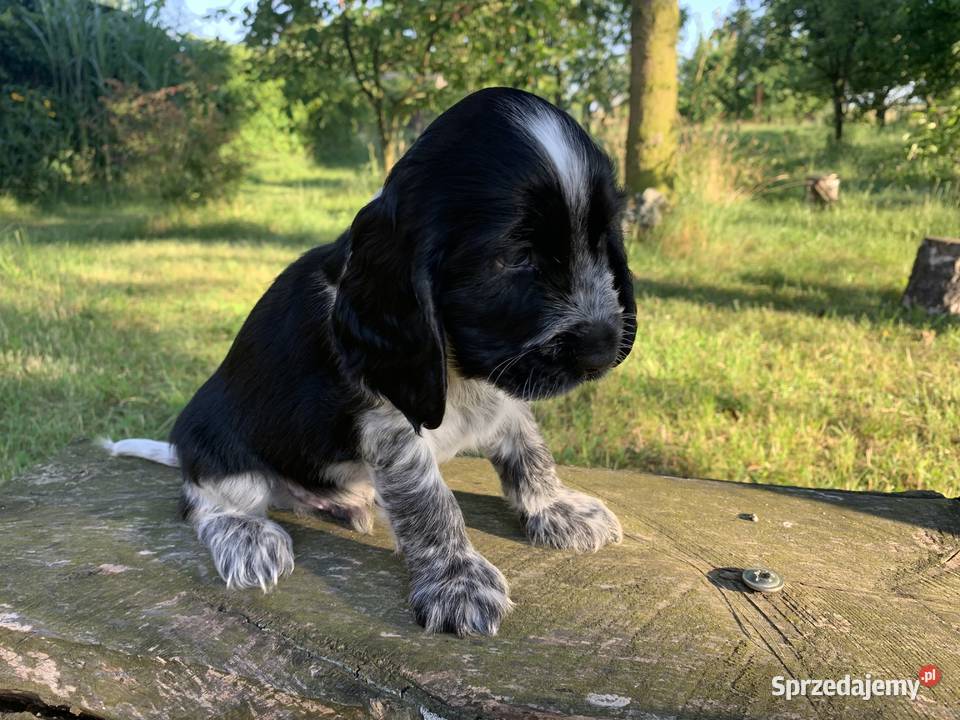 Szczeniaki cocker spaniel angielski śląskie Częstochowa
