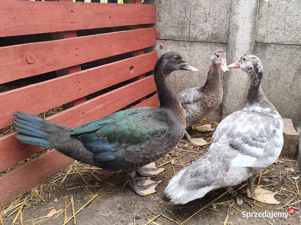 Kaczki kaczuszki call duck i francuskie piżmowe łódzkie