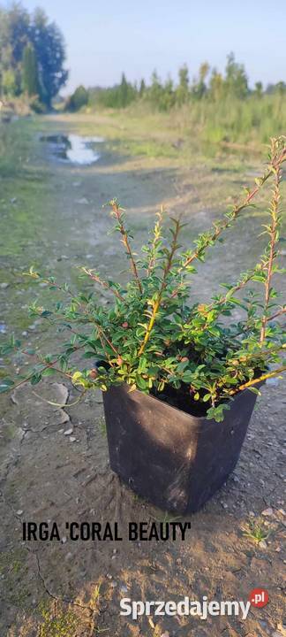 Irga Coral Beauty Tarnów