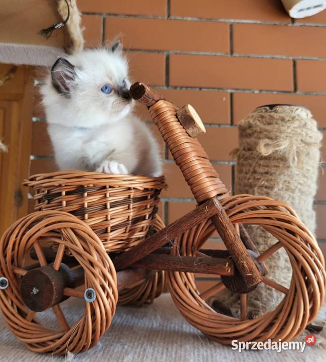 Ragdoll Ragdolle Ragdollowo Ragdoll Koty Piorunówek