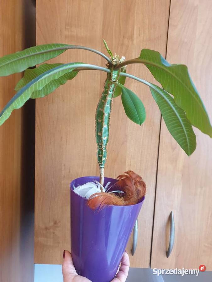 Roślina doniczkowa wilczomlecz białounerwiony Radom