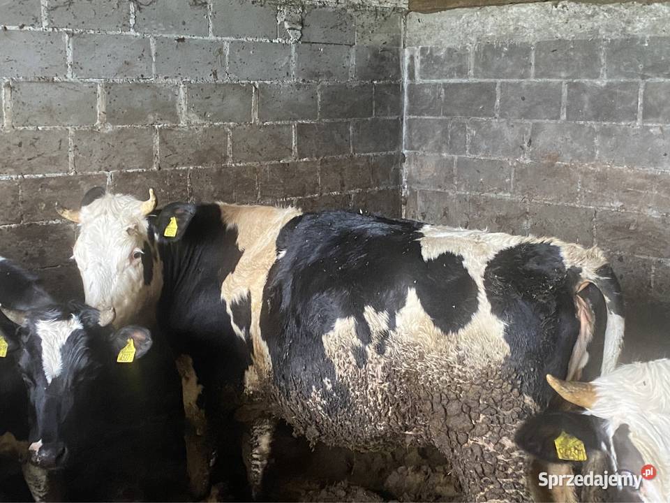 Jałówki cielne Bydło Wiele