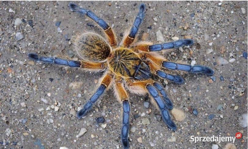 Rzadkie ptaszniki Kraków małopolskie sprzedam