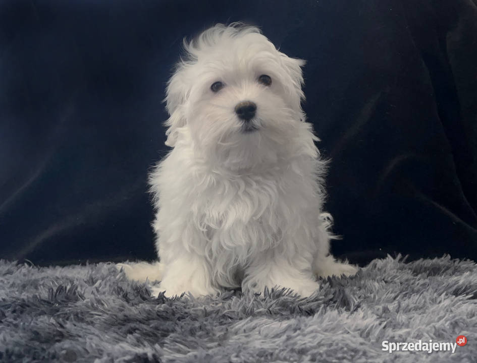 Maltańczyk dostępny piesek Łódź