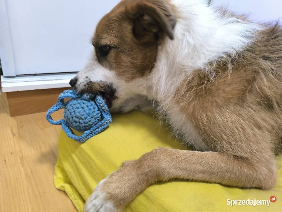 Piłka kwiatek zabawka psa gryzak Dla psów Parzniew sprzedam