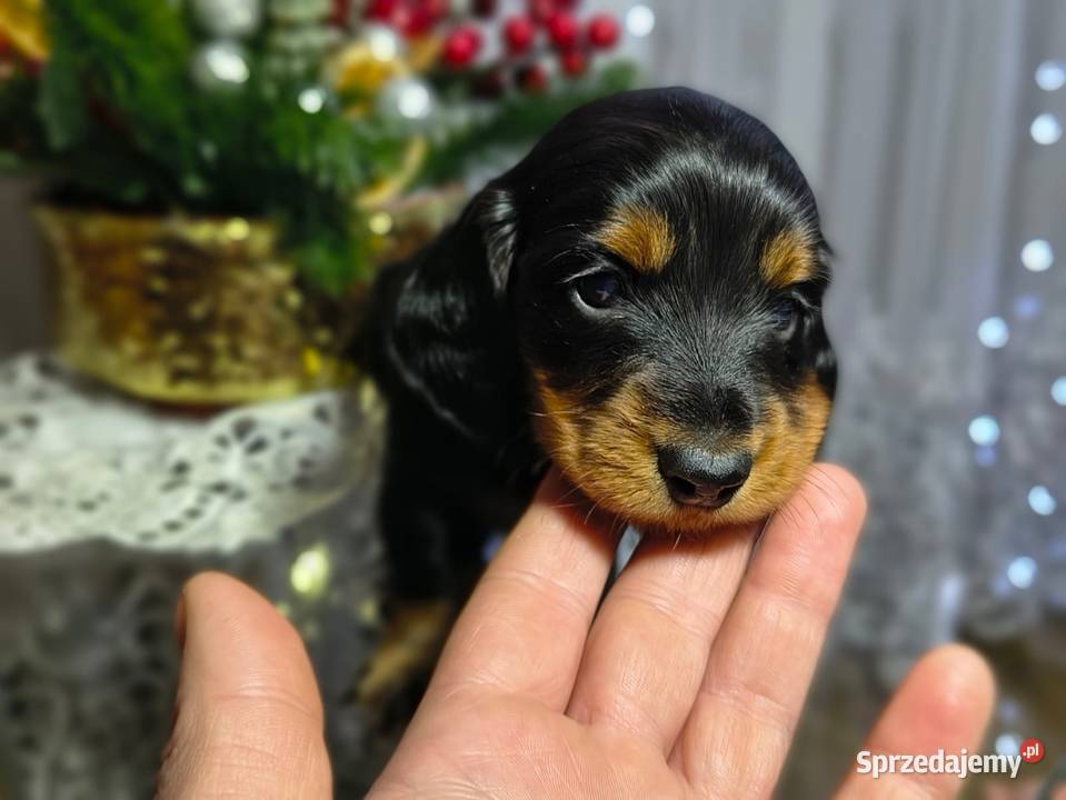 Jamniczek długowłosy Żychlin sprzedam