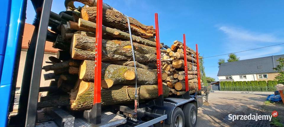 drewno kłody buk dąb jesion
