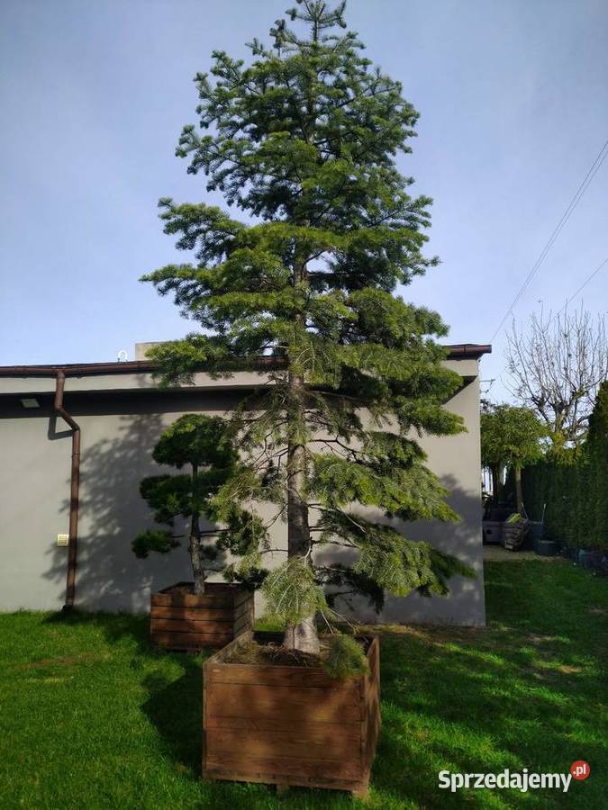 Sosna bośniacka 35 4m w donicy 160l Skierniewice