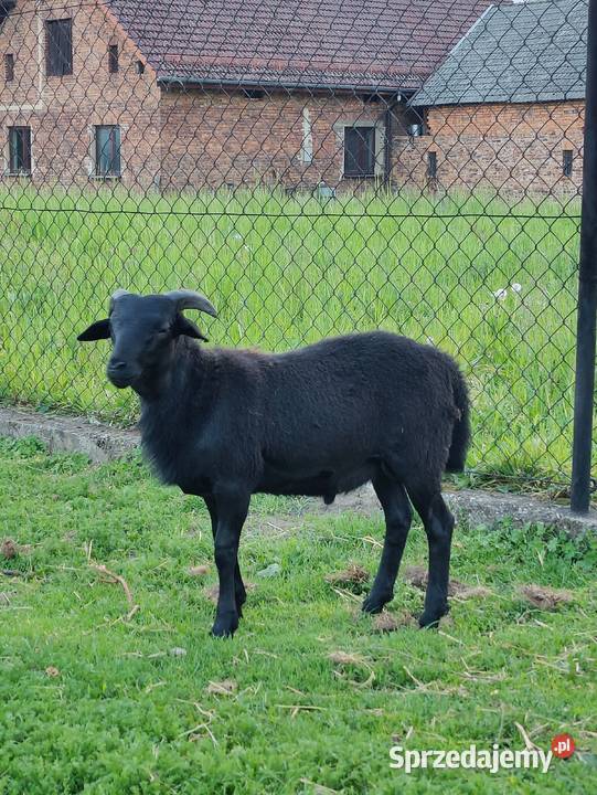 Tryk kameruński dorodny kamerun z rogami Adamowice