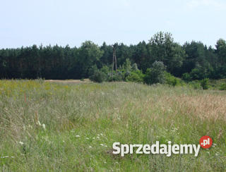 działka pod lasem Wisznia Mała pośredników